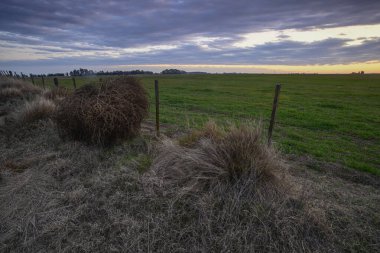 Dikenli Rus devedikeni, Pampas kırsalında, La Pampa Eyaleti, Patagonya, Arjantin.