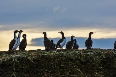 Rock Shag, Phalacrocorax magellanicus, Puerto Deseado Doğa Rezervi, Patagonya, Arjantin