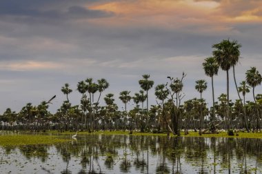 La Estrella Marsh, Formosa, Arjantin 'de palmiye manzarası.