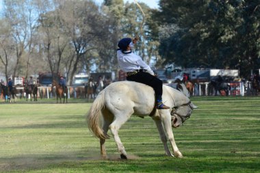 Kırsal kesimdeki geleneksel Arjantin rodeo festivali sırasında Gaucho 'nun bir atı evcilleştirmesi. La Pampa, Arjantin.