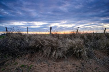 Dikenli Rus devedikeni, Pampas kırsalında, La Pampa Eyaleti, Patagonya, Arjantin.