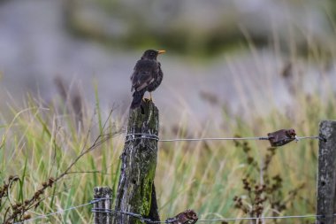 Chiguanco ardıç kuşu, Turdus chiguanco, Pampa de Achala 'daki Highland çayırları, Quebrada del Condorito Ulusal Parkı, Cordoba ili, Arjantin
