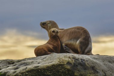 Güney Amerika Deniz Aslanı, Yarımada Valdes, Chubut Eyaleti Patagonya Arjantin