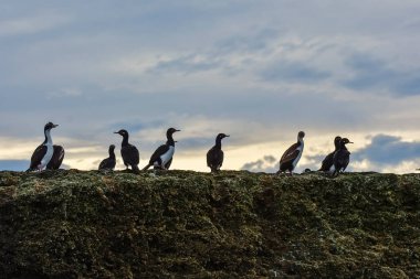 Rock Shag, Phalacrocorax magellanicus, Puerto Deseado Doğa Rezervi, Patagonya, Arjantin