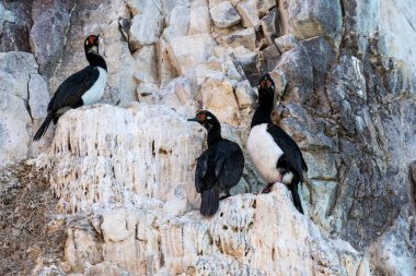 Rock Shag, Phalacrocorax magellanicus, Puerto Deseado Doğa Rezervi, Patagonya, Arjantin