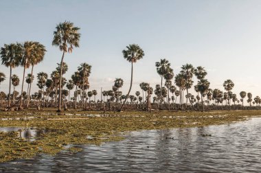 La Estrella Marsh, Formosa, Arjantin 'de palmiye manzarası.