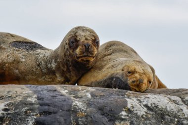 Güney Amerika Deniz Aslanı, Yarımada Valdes, Chubut Eyaleti Patagonya Arjantin