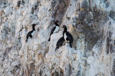 Rock Shag, Phalacrocorax magellanicus, Puerto Deseado Doğa Rezervi, Patagonya, Arjantin