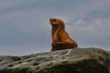 Güney Amerika Deniz Aslanı, Yarımada Valdes, Chubut Eyaleti Patagonya Arjantin
