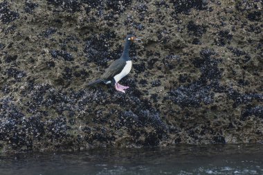 Rock Shag, Phalacrocorax magellanicus, Puerto Deseado Doğa Rezervi, Patagonya, Arjantin