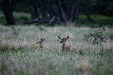Anne ve bebek Kızıl geyik Calden Ormanı, La Pampa, Arjantin, Parque Luro, Doğa Koruma Alanı