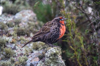 Long tailed Meadowlark, perched in Pampas grassland environment, La Pampa Province, Patagonia, Argentina.