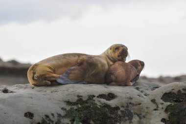 Güney Amerika Deniz Aslanı, Yarımada Valdes, Chubut Eyaleti Patagonya Arjantin