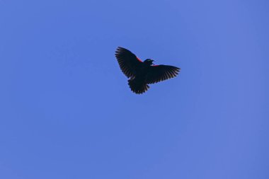 Beyaz kaşlı çayırkuşu, Leistes superciliaris, otlakta, La Pampa Eyaleti, Arjantin.