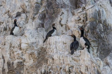 Rock Shag, Phalacrocorax magellanicus, Puerto Deseado Doğa Rezervi, Patagonya, Arjantin