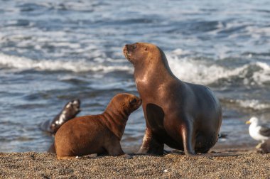 Anne ve Bebek Güney Amerika Deniz Aslanı, Yarımada Valdes, Chubut Eyaleti Patagonya Arjantin