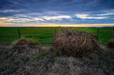 Dikenli Rus devedikeni, Pampas kırsalında, La Pampa Eyaleti, Patagonya, Arjantin.
