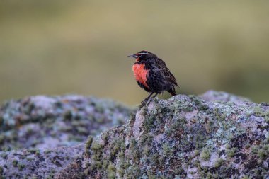 Long tailed Meadowlark, perched in Pampas grassland environment, La Pampa Province, Patagonia, Argentina.