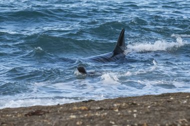 Kıyı şeridinde orka avlayan deniz aslanları, Yarımada Valdes, Dünya Mirası Bölgesi, Patagonya, Arjantin.