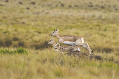 Female Blackbuck Antelope in Pampas plain environment, La Pampa province, Argentina