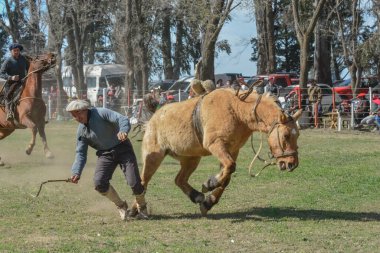 Macachin, La Pampa, Arjantin, 09-03-2018, kırsal kesimdeki geleneksel Arjantin rodeo festivali sırasında Gaucho 'nun yükselen bir atı evcilleştirmesi.