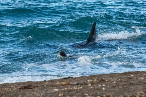 Kıyı şeridinde orka avlayan deniz aslanları, Yarımada Valdes, Dünya Mirası Bölgesi, Patagonya, Arjantin.