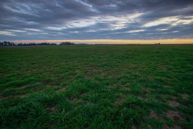 Pampas kırsal alanı, La Pampa Eyaleti, Patagonya, Arge