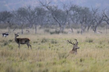 Kızıl geyik, Calden Ormanı 'nda kükreyen erkek, La Pampa Eyaleti, Parque Luro, Doğa Rezervi, Arjantin.