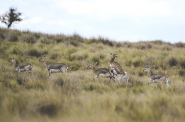 Blackbuck Antilop sürüsü Pampas düzlüklerinde, La Pampa Pr