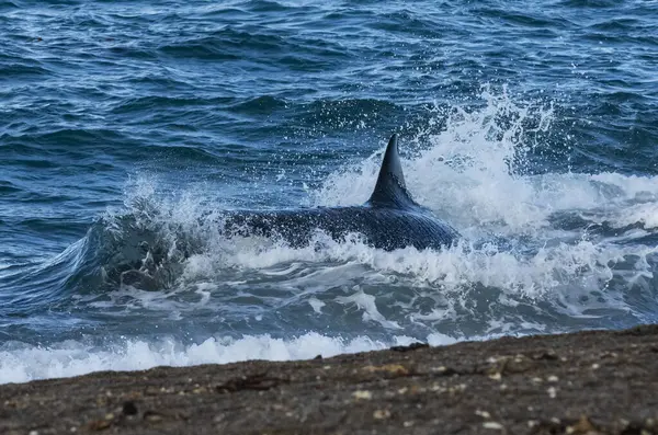 Kıyı şeridinde orka avlayan deniz aslanları, Yarımada Valdes, Dünya Mirası Bölgesi, Patagonya, Arjantin.