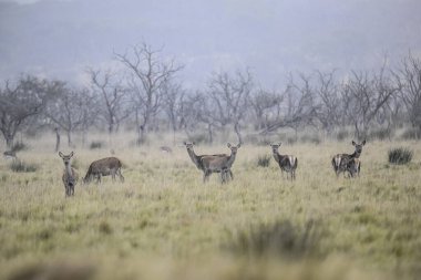 Çayır çevresindeki kızıl geyik sürüsü, La Pampa Eyaleti, Parque Luro, Doğa Rezervi, Arjantin.