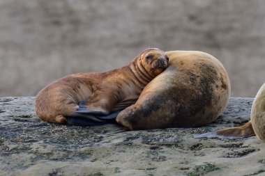 Bebek Güney Amerika Deniz Aslanı, Yarımada Valdes, Chubut Eyaleti Patagonya Arjantin