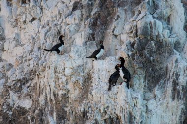 Rock Shag, Phalacrocorax magellanicus, Puerto Deseado Doğa Rezervi, Patagonya, Arjantin