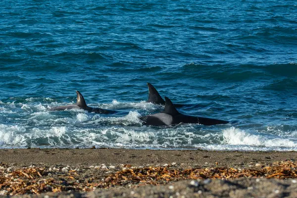 Kıyı şeridinde orka avlayan deniz aslanları, Yarımada Valdes, Dünya Mirası Bölgesi, Patagonya, Arjantin.