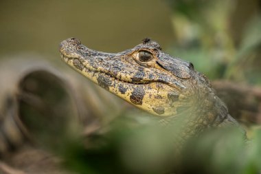 Geniş burunlu kayman, (Kayman latirostris) bebek, Pantanal, Mato Grosso, Brezilya.