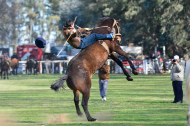 Macachin, La Pampa, Arjantin, 09-03-2018, kırsal kesimdeki geleneksel Arjantin rodeo festivali sırasında Gaucho 'nun yükselen bir atı evcilleştirmesi.