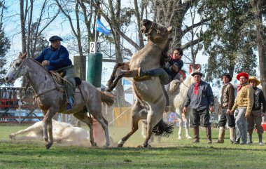 Macachin, La Pampa, Arjantin, 09-03-2018, kırsal kesimdeki geleneksel Arjantin rodeo festivali sırasında Gaucho 'nun yükselen bir atı evcilleştirmesi.