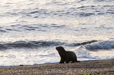 Bebek Güney Amerika Deniz Aslanı, Yarımada Valdes, Chubut Eyaleti Patagonya Arjantin