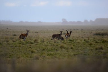 Çayır çevresindeki kızıl geyik sürüsü, La Pampa Eyaleti, Parque Luro, Doğa Rezervi, Arjantin.