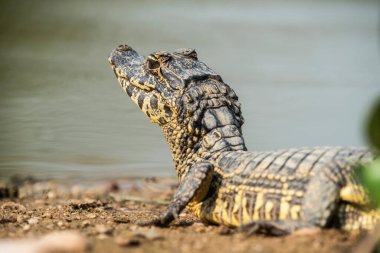 Geniş burunlu kayman, (Kayman latirostris) bebek, Pantanal, Mato Grosso, Brezilya.