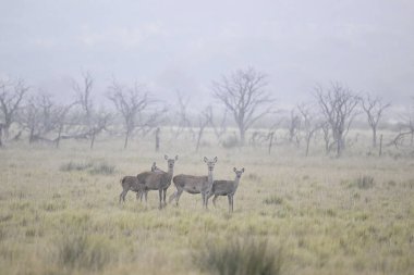 Kızıl geyik, Calden Ormanı 'nda kükreyen erkek, La Pampa Eyaleti, Parque Luro, Doğa Rezervi, Arjantin.