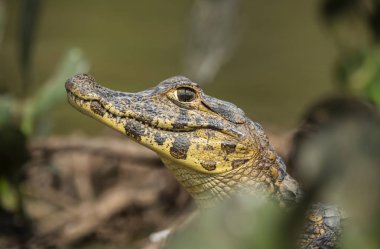 Geniş burunlu kayman, (Kayman latirostris) bebek, Pantanal, Mato Grosso, Brezilya.
