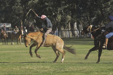 Macachin, La Pampa, Arjantin, 09-03-2018, kırsal kesimdeki geleneksel Arjantin rodeo festivali sırasında Gaucho 'nun yükselen bir atı evcilleştirmesi.