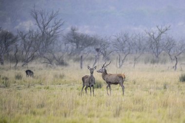 Kızıl geyik, Calden Ormanı 'nda kükreyen erkek, La Pampa Eyaleti, Parque Luro, Doğa Rezervi, Arjantin.