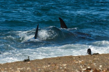 Kıyı şeridinde orka avlayan deniz aslanları, Yarımada Valdes, Dünya Mirası Bölgesi, Patagonya, Arjantin.