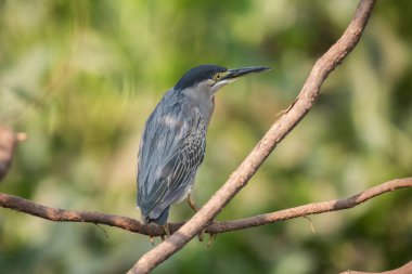 Çizgili balıkçıl, Butorides striata, Ansenuza Ulusal Parkı, Cordoba Eyaleti, Arjantin.