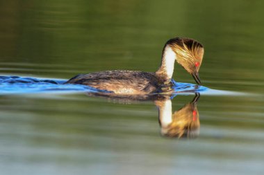 Pampas lagünü çevresindeki Gümüş Grebe, Patagonya, Arjantin