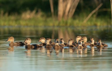 Beyaz yanaklı Pintail, Anas bahamensis, La Pampa, Patagonya, Arjantin.