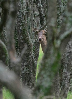 Calden Ormanı, La Pampa, Arjantin, Parque Luro, Doğa Koruma Alanı