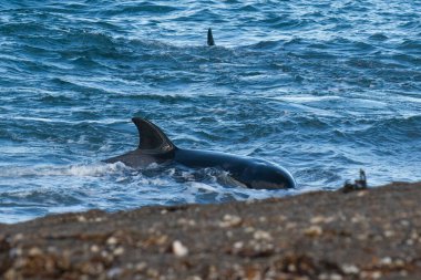 Kıyı şeridinde orka avlayan deniz aslanları, Yarımada Valdes, Dünya Mirası Bölgesi, Patagonya, Arjantin.